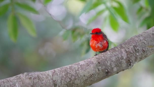 Rainy Day Pantanal Natural Region Wild Male Scarlet Flycatcher Pyrocephalus — Stock Video