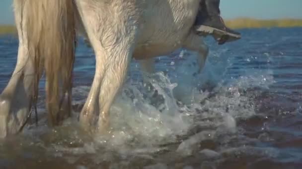 Cavalo Branco Com Passeios Cavaleiro Águas Rasas Câmera Lenta — Vídeo de Stock