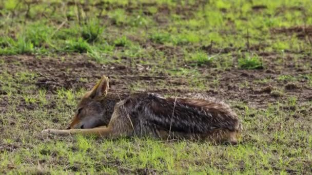 Black Backed Jackal Nibbling Bone Ground Central Kalahari Game Reserve — Stockvideo