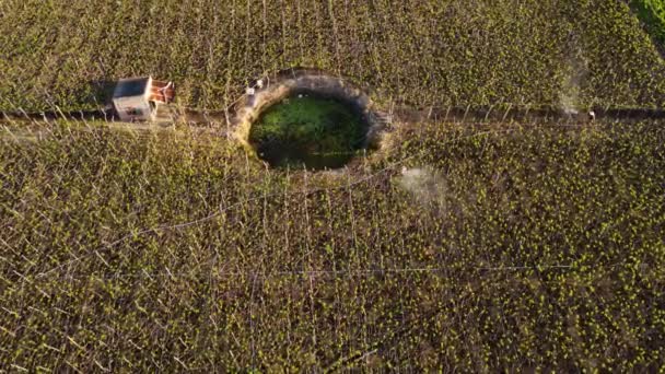 Aerial Top Shot Worker Vineyard Field Spraying Fertilizers Sunlight Vietnam — Vídeo de Stock