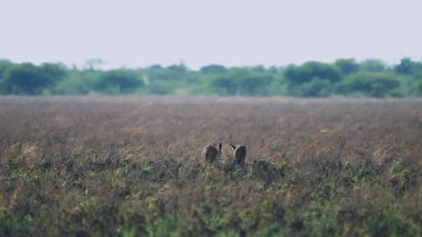 南アフリカのボツワナにあるCentral Kalahari Game ReserveのBat Eard Foxグループ ワイドショット — ストック動画