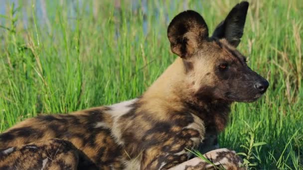 南アフリカのボツワナで晴れた日にクワイ川の岸に横たわっているアフリカの野生の犬 終わりだ — ストック動画