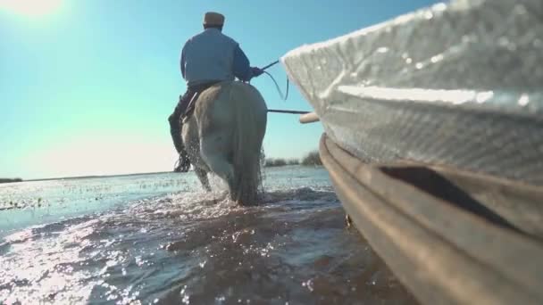 Homem Cavalo Branco Puxa Barco Através Estuário Raso Câmera Lenta — Vídeo de Stock