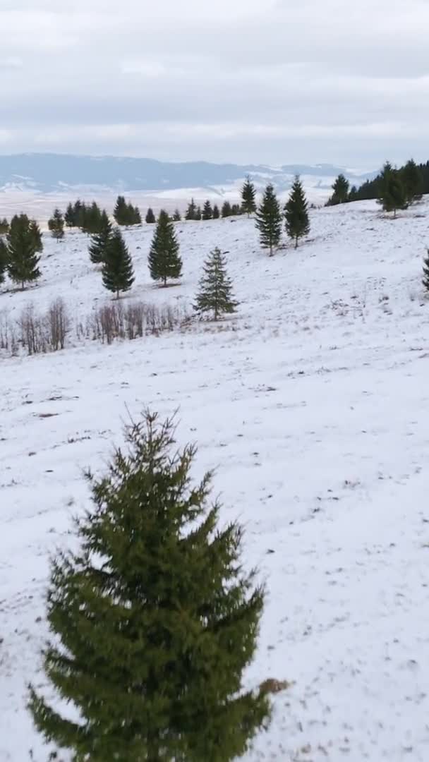Niedriger Flug Über Schneebedeckte Hügel Verstreute Kiefern Vertikales Videoformat — Stockvideo