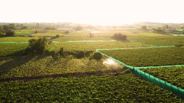 Cinematic Drone Shot Showing Asian Worker Cultivated Fields Spraying Toxic — Stock Video