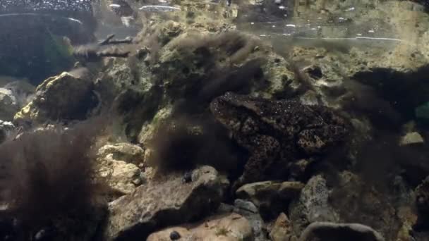 Common Toad Bufo Bufo Lies River Bottom — Vídeo de stock