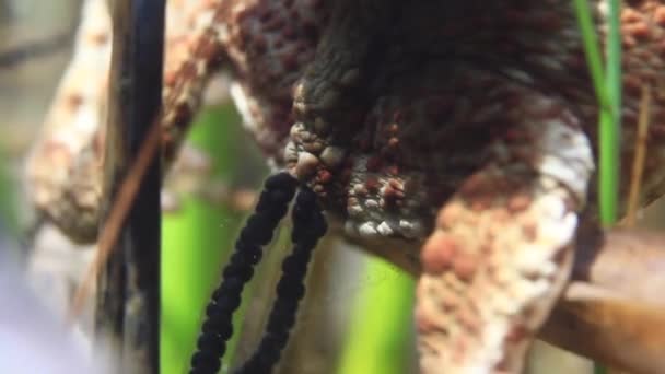 Cadenas Huevos Sapo Común Bufo Bufo Fondo Del Lago Riego — Vídeos de Stock