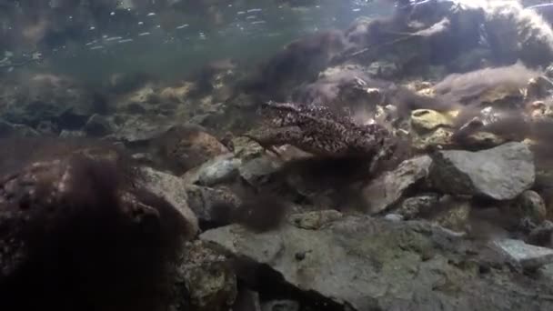 Common Toad Bufo Bufo Lies River Bottom — Vídeos de Stock