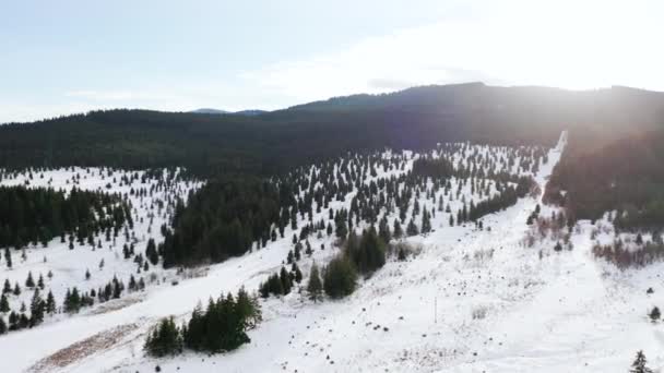 Morgon Solljus Vinterscen Snöig Sluttning Vintergrön Skog Flygbild — Stockvideo