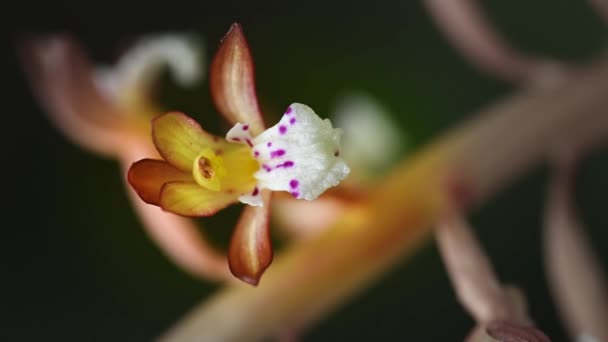 Orientamento Ritratto Fiore Selvatico Rotondo Del Orchid Della Foglia Che — Video Stock