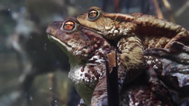 Κοινός Βάτραχος Bufo Bufo Αρσενικό Σύλληψη Θηλυκό Μπροστινά Άκρα Του — Αρχείο Βίντεο