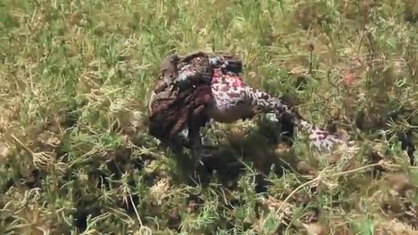 Κατά Διάρκεια Της Αναπαραγωγής Των Αρσενικών Κοινών Βατράχων Bufo Bufo — Αρχείο Βίντεο
