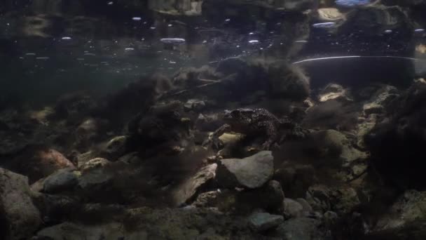 Κοινός Βάτραχος Bufo Bufo Βρίσκεται Στον Πυθμένα Του Ποταμού — Αρχείο Βίντεο