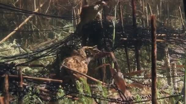 Sapo Común Bufo Bufo Cuerdas Huevo Gelatinosas Enredadas Tallos Plantas — Vídeos de Stock