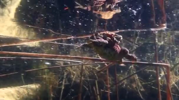 Paar Padden Bufo Bufo Zwemmen Rond Ondiepe Randen Van Het — Stockvideo