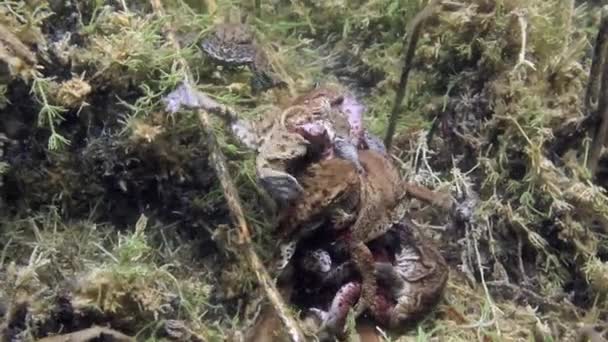Breeding Time Male Common Toads Bufo Bufo Have Formed Mating — Stockvideo