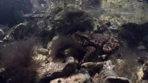 Ropucha Obecná Bufo Bufo Leží Dně Řeky — Stock video