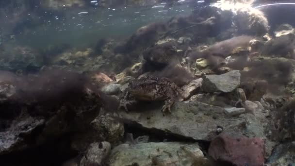 Κοινός Βάτραχος Bufo Bufo Βρίσκεται Στον Πυθμένα Του Ποταμού — Αρχείο Βίντεο