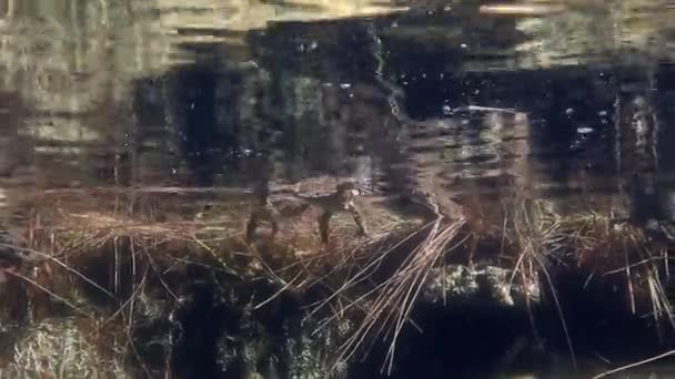 Время Размножения Самцы Жаб Bufo Bufo Плавают Вокруг Прозрачного Озера — стоковое видео