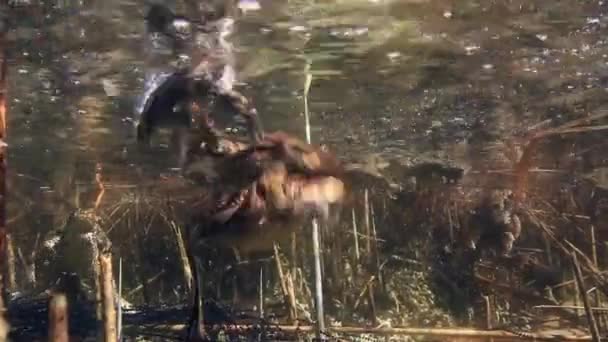 Common Toad Bufo Bufo Pair Swimming Shallow Edges Pond Gelatinous — Stockvideo