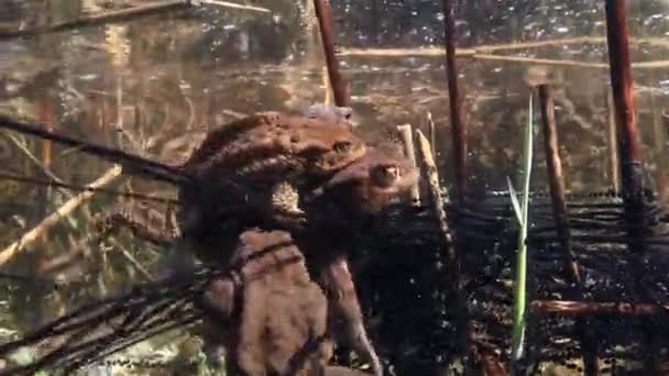Successful Common Toad Bufo Bufo Stays Amplexus Several Days Female — Vídeo de Stock