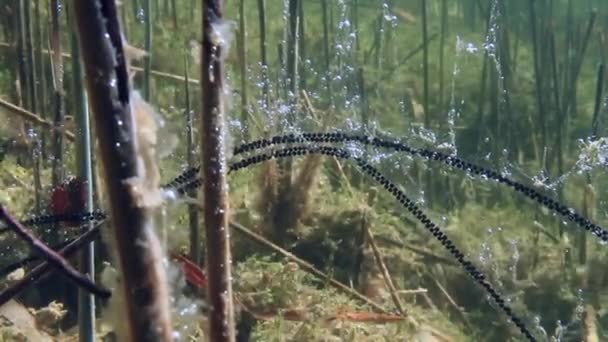 Cadenas Huevos Sapo Común Bufo Bufo Fondo Del Lago Agua — Vídeos de Stock