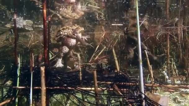 一般的なヒキガエル Bufo Bufo のペアは 池の浅いエッジ 植物の茎に絡まったゼラチン質の卵の弦の周りを泳いでいます — ストック動画