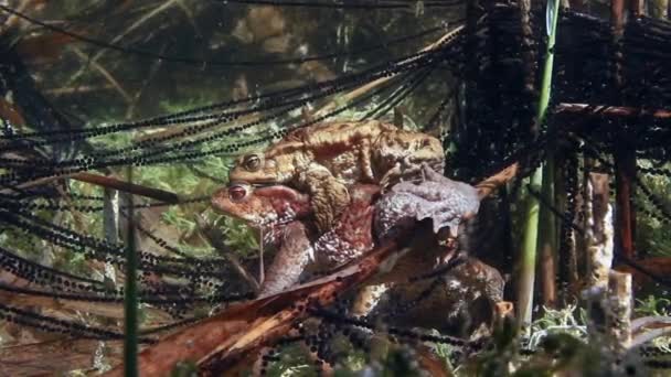 Úspěšná Ropucha Bufo Bufo Zůstává Amplexu Několik Dní Jak Samice — Stock video