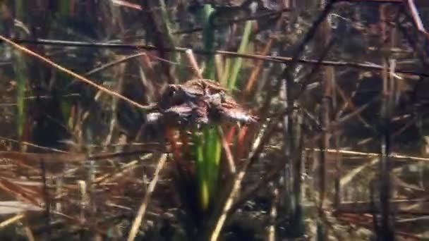 Common Toad Bufo Bufo Pair Swimming Shallow Edges Pond Gelatinous — Vídeo de Stock