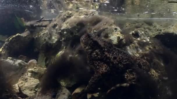 Common Toad Bufo Bufo Lies River Bottom — Video Stock