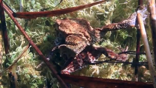 Successful Common Toad Bufo Bufo Stays Amplexus Several Days Female — Vídeo de stock