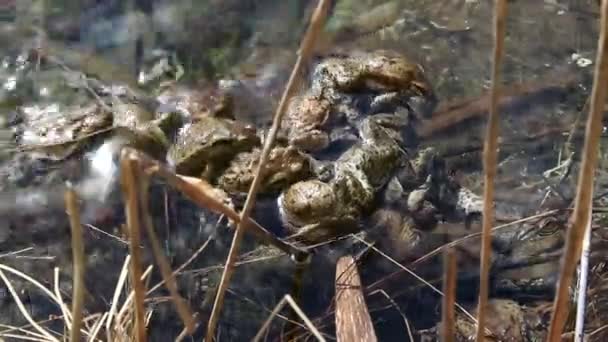 Sometimes Several Common Toad Bufo Bufo Form Heap Each Male — Stockvideo