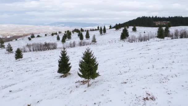 Low Drone Flight Small Evergreen Trees Growing Snowy Hillside Romania — стоковое видео