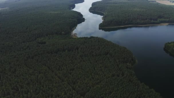 Río Flotando Través Del Bosque Verde Durante Mediodía Verano — Vídeo de stock