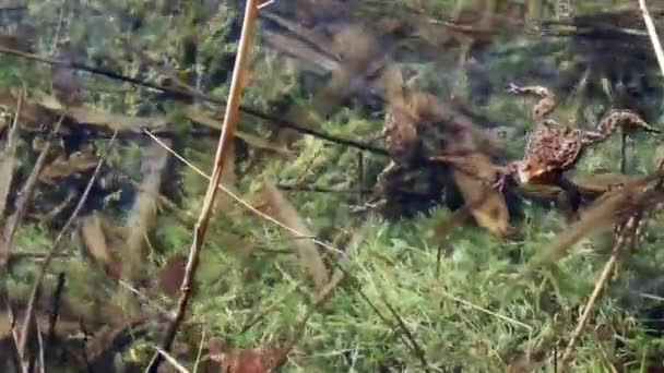 Κατά Διάρκεια Της Αναπαραγωγής Κοινή Βάτραχος Bufo Bufo Αρσενικά Φτάνουν — Αρχείο Βίντεο