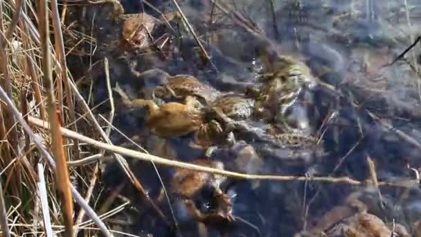 Время Размножения Самцы Жаб Bufo Bufo Сформировали Брачный Шар Дне — стоковое видео