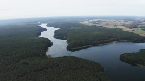 Río Flotando Través Del Bosque Verde Durante Mediodía Verano — Vídeo de stock