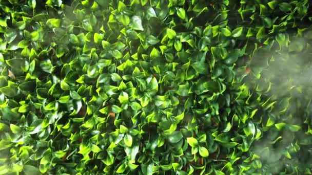 Steam Humidifier Green Leaves Background Moisture — ストック動画