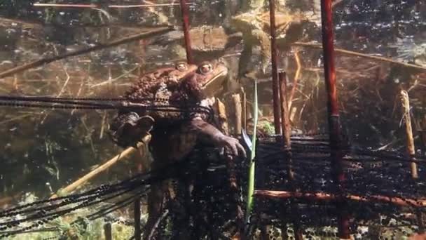 Ένας Επιτυχημένος Κοινός Βάτραχος Bufo Bufo Μένει Στο Αμπλέξο Για — Αρχείο Βίντεο