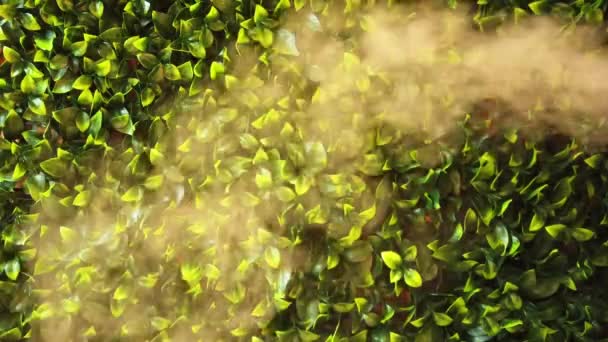 緑の葉の背景を持つ加湿器から蒸気 湿気と白い蒸気 — ストック動画