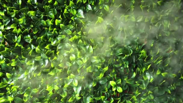 Vapor Humidifier Green Leaves Background Moisture White Steam — Video Stock