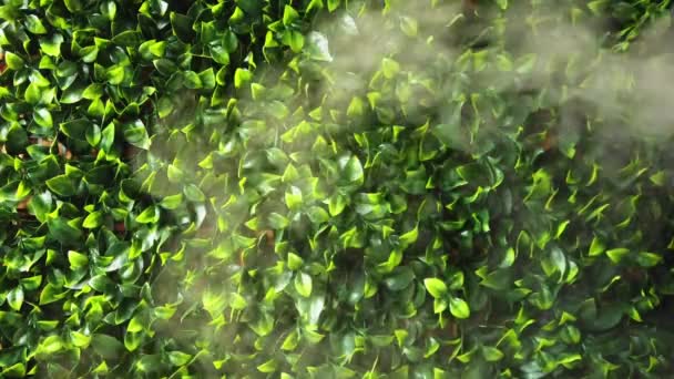 緑の葉の背景を持つ加湿器から蒸気 — ストック動画