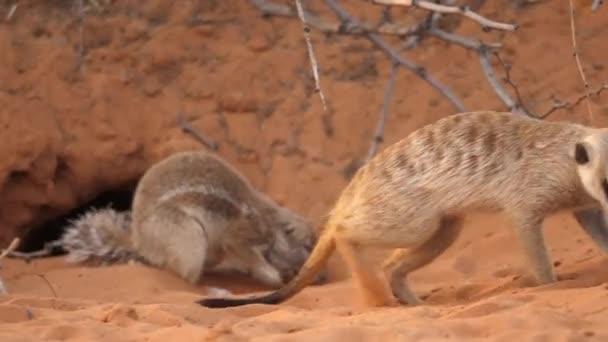 Ground Squirrel Digs Red Sand Next Meerkat Burrow Closeup — стоковое видео