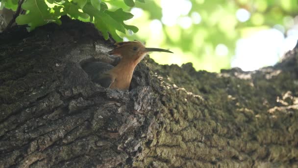Hoopoe Male Returns Nest Feed Female Closeup — Video Stock