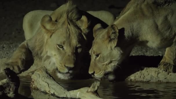 狮子和母狮在夜里从一个浇水的洞里喝水 诺索布 卡拉加迪 — 图库视频影像