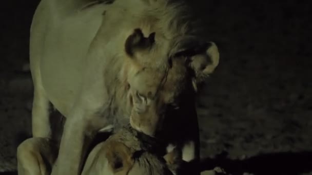 夜の水飲み場で酒を飲みながら雌ライオンに邪魔される雌ライオン — ストック動画