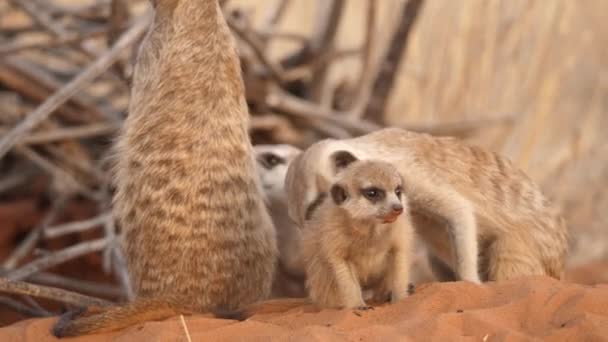 Close Family Meerkats Grooming Themselves Kalahari Desert Namibia — 비디오