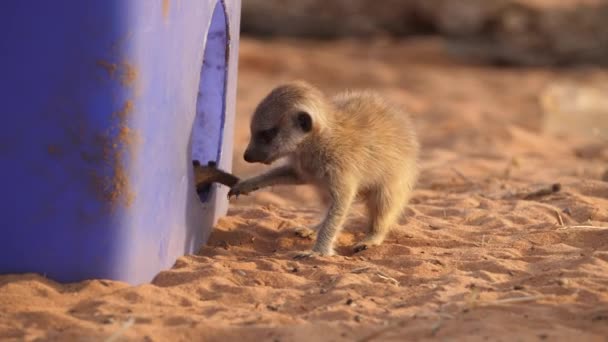 Pod Modrým Plastovým Kontejnerem Poušť Kalahari Namibie Skrývá Štěně Meerkat — Stock video