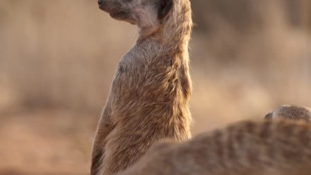 Closeup Meerkat Guard Watching Danger Tilt Shot — Stockvideo