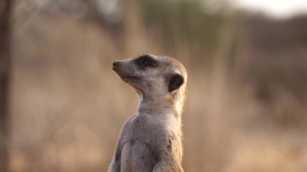 Close Meerkat Lookout Standing Upright Sand Tilt Shot — Video Stock